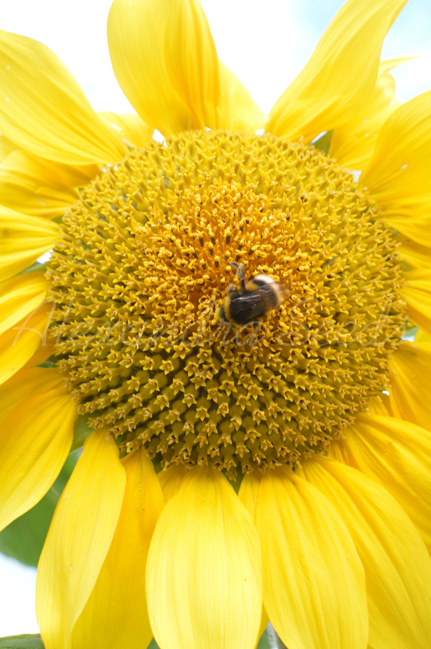 Sunflower Seeds For Growing 20 - 7500 Seeds | Giant Sunflowers, Single Flower up to 12ft Tall | Fast Growing | In Pictorial Packet With Growing Instructions | Always Dispatched Next Business Day