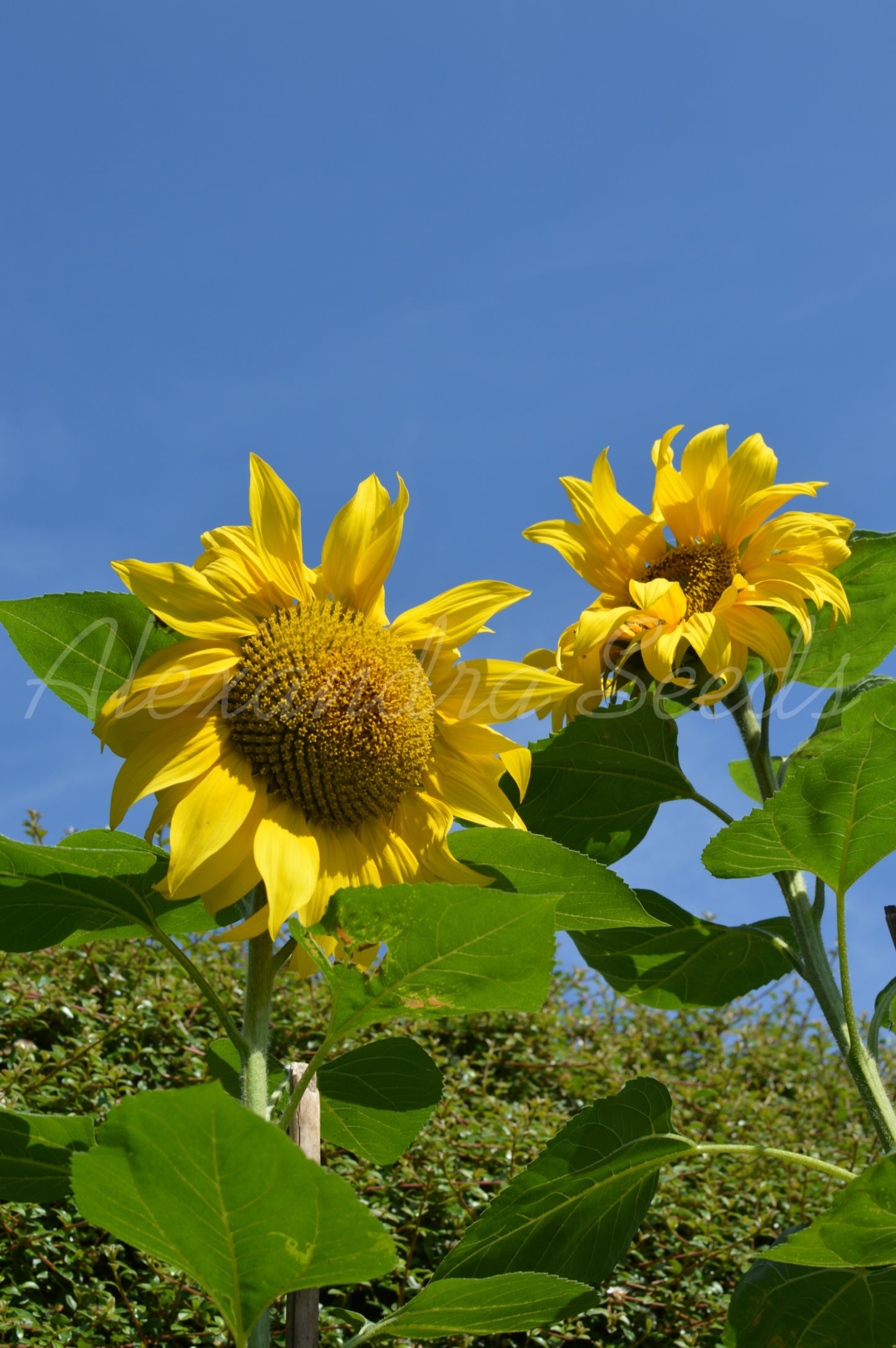 Sunflower Seeds For Growing 20 - 7500 Seeds | Giant Sunflowers, Single Flower up to 12ft Tall | Fast Growing | In Pictorial Packet With Growing Instructions | Always Dispatched Next Business Day