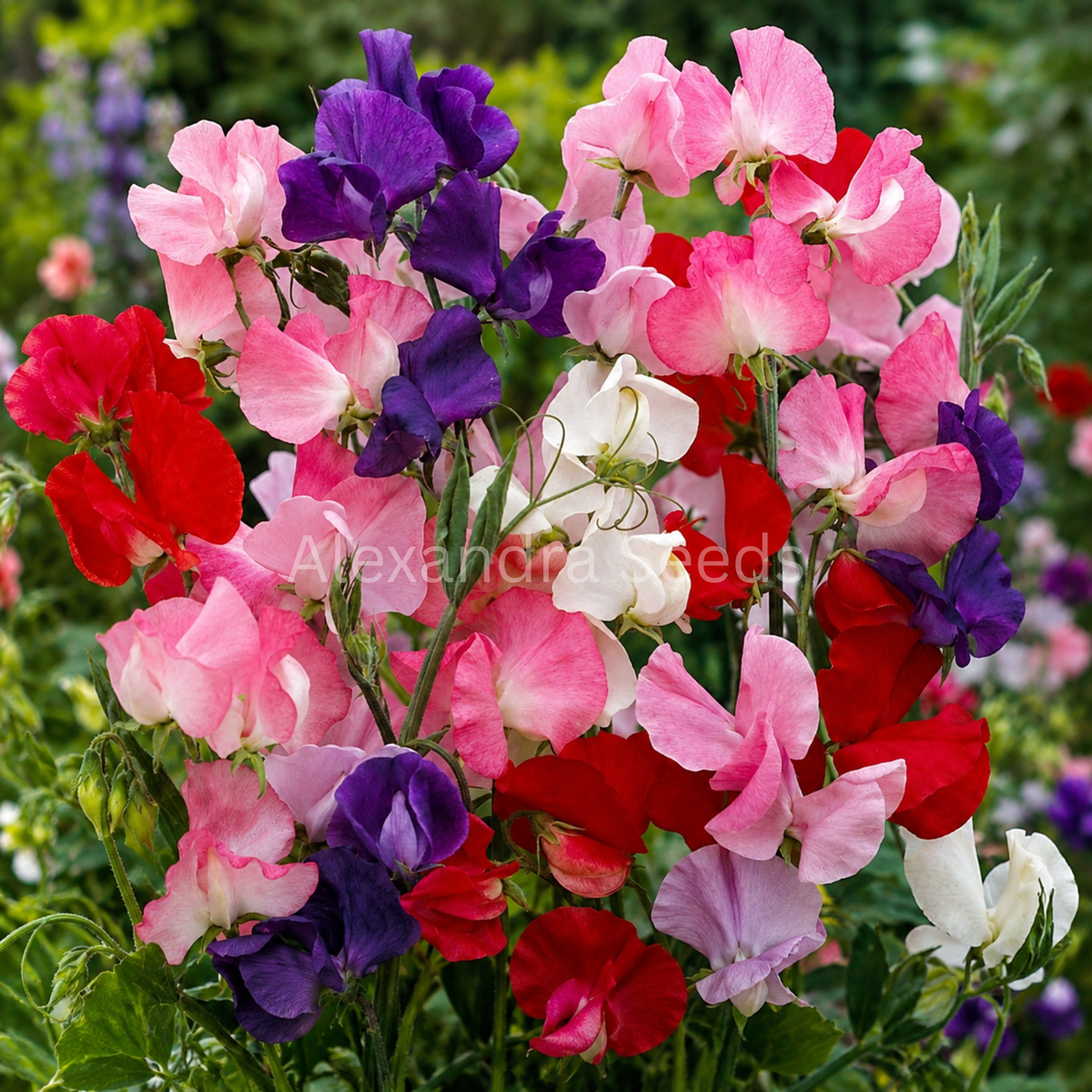 Sweet Pea Seeds | Mixed Fragrances | Sweet Peas in Pictorial Packet | Always Dispatched Next Business Day
