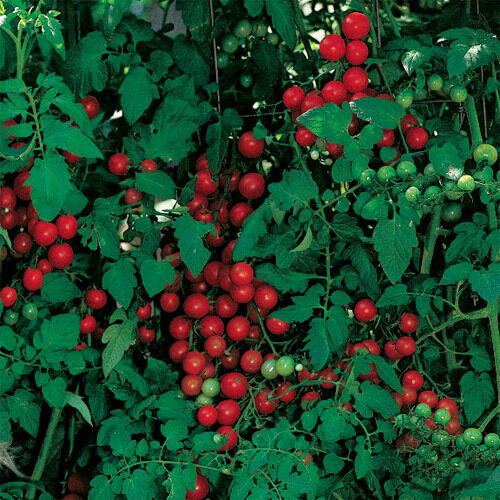 Tomato Seeds - 'Sweetie' Cherry Tomato Seeds | Sweet Millions Open Pollinated Variety | 25 Seeds In Pictorial Packet With Growing Instructions | Always Next Business Day Dispatch