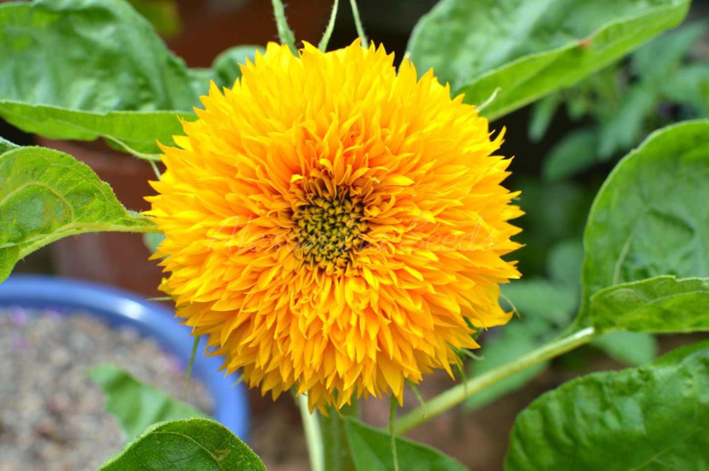 Dwarf Teddybear Fluffy Sunflower Seeds | 30 Teddy Bear Sunflowers, Great for Patios, Pots & Containers | In Pictorial Packet With Growing Instructions | Always Next Business Day Dispatch