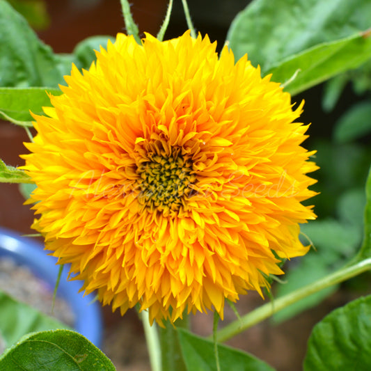 Dwarf Teddybear Fluffy Sunflower Seeds | 30 Teddy Bear Sunflowers, Great for Patios, Pots & Containers | In Pictorial Packet With Growing Instructions | Always Next Business Day Dispatch