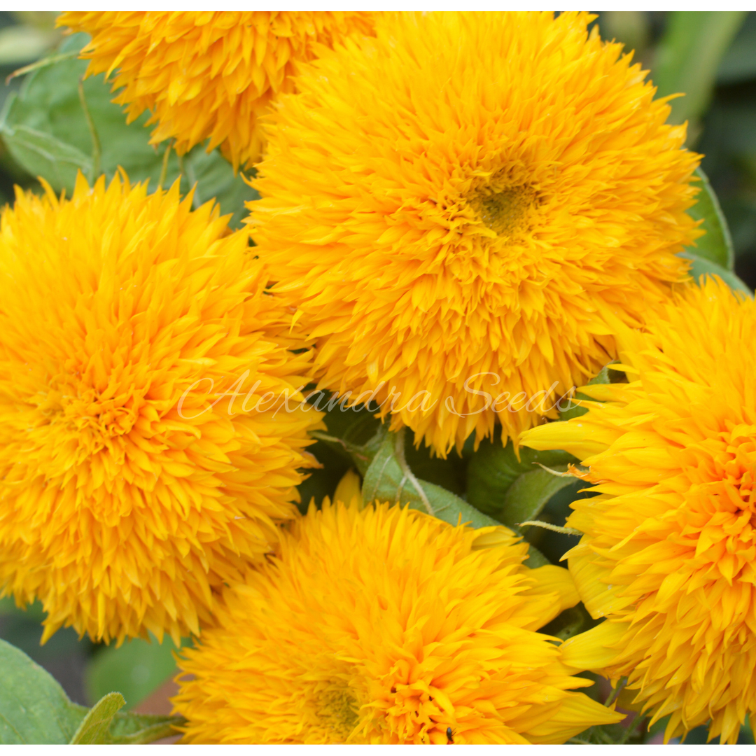 Sunflower Seeds - Dwarf Fluffy Teddy Bear Double Blooms, Easy to Grow | 30 Seeds in Pictorial Packet With Growing Instructions | Always Dispatched Next Business Day