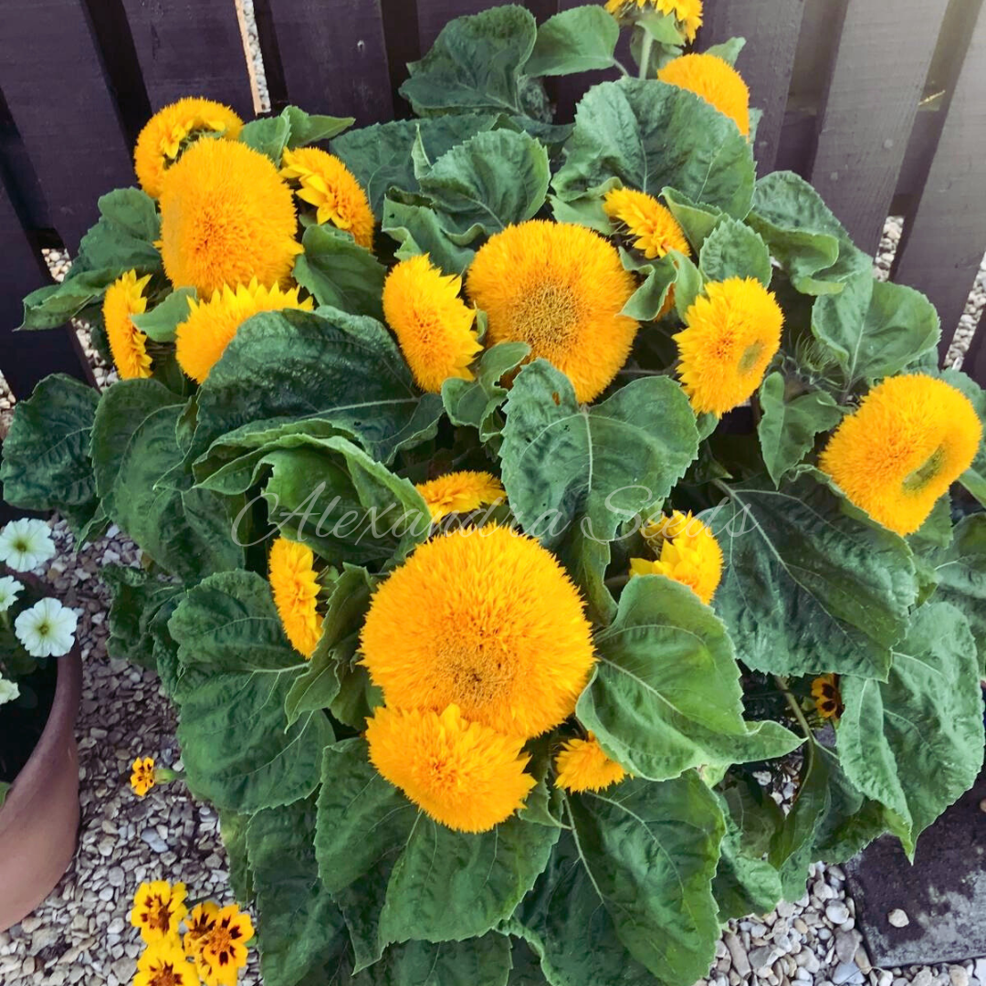 Sunflower Seeds - Dwarf Fluffy Teddy Bear Double Blooms, Easy to Grow | 30 Seeds in Pictorial Packet With Growing Instructions | Always Dispatched Next Business Day