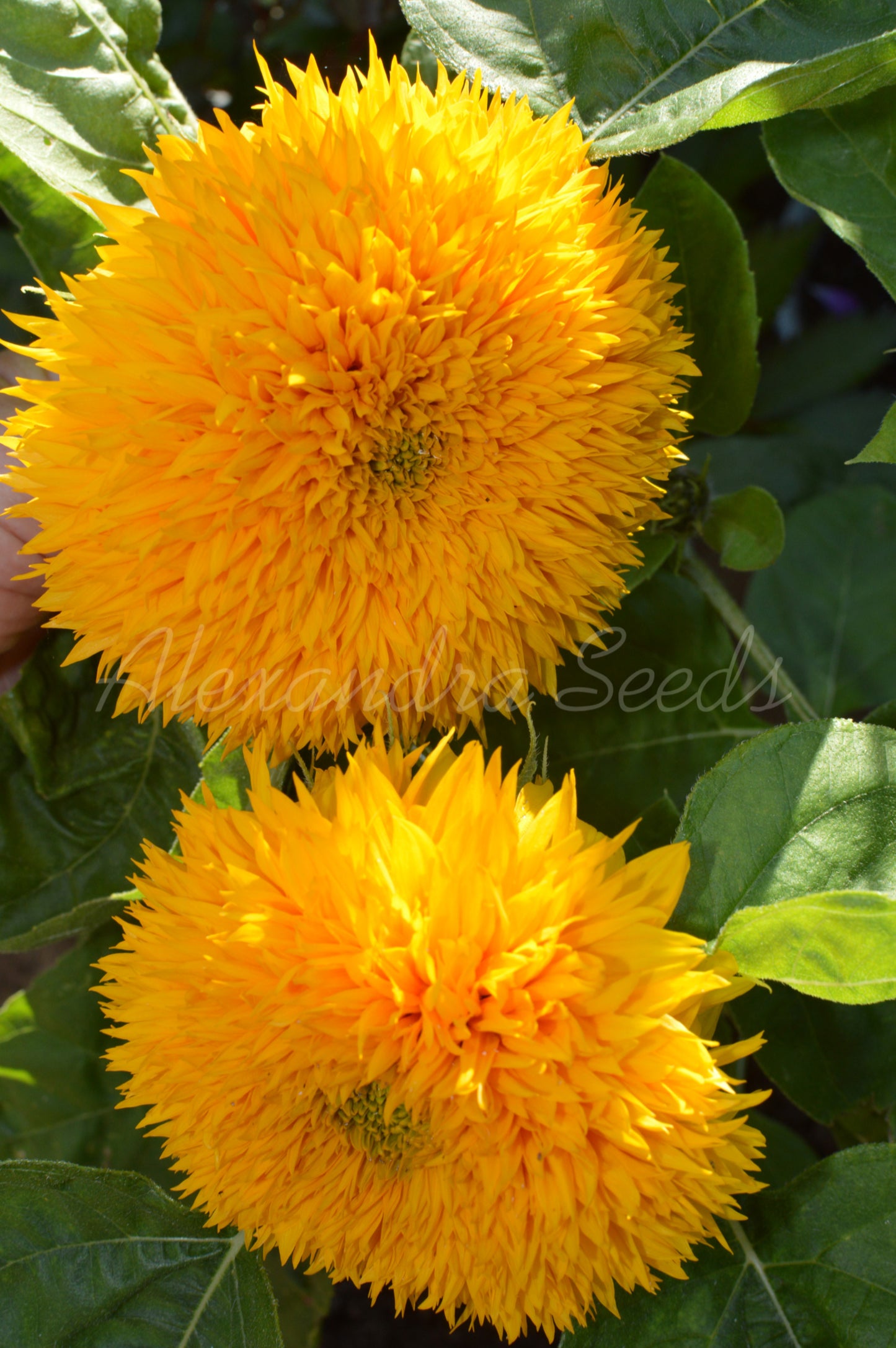 Sunflower Seeds - Dwarf Fluffy Teddy Bear Double Blooms, Easy to Grow | 30 Seeds in Pictorial Packet With Growing Instructions | Always Dispatched Next Business Day
