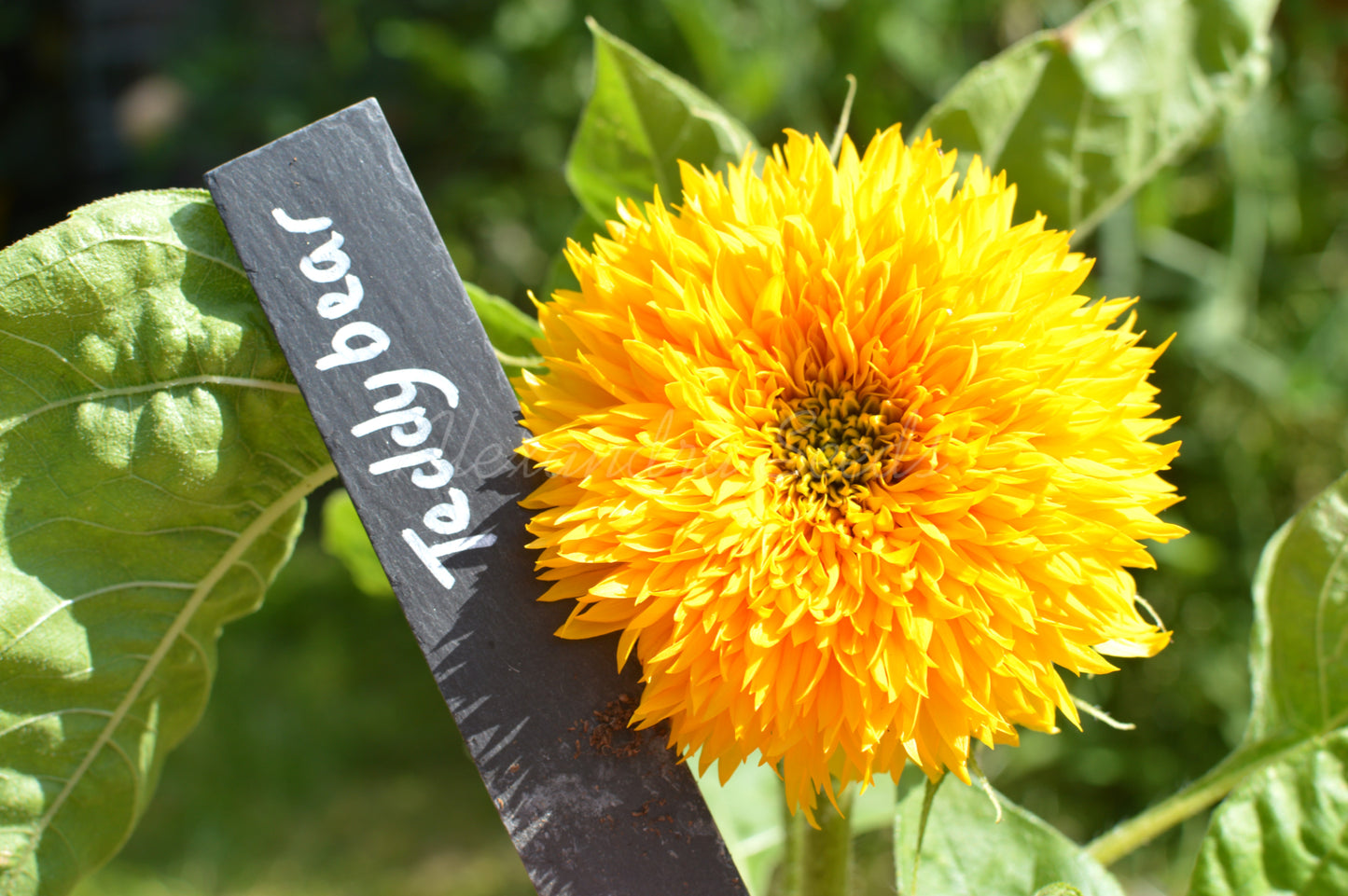 Dwarf Teddybear Fluffy Sunflower Seeds | 30 Teddy Bear Sunflowers, Great for Patios, Pots & Containers | In Pictorial Packet With Growing Instructions | Always Next Business Day Dispatch