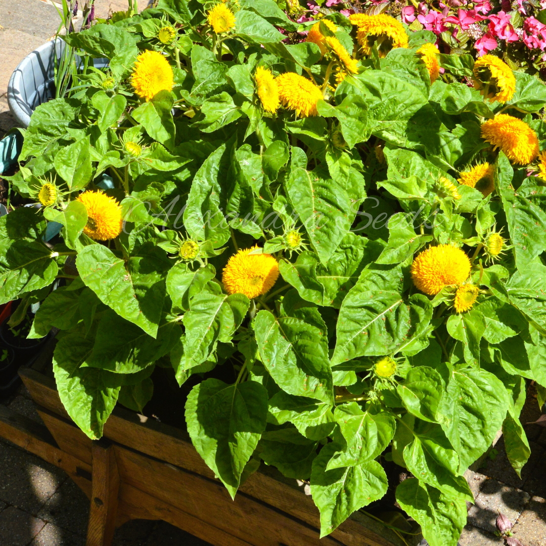 Dwarf Teddybear Fluffy Sunflower Seeds | 30 Teddy Bear Sunflowers, Great for Patios, Pots & Containers | In Pictorial Packet With Growing Instructions | Always Next Business Day Dispatch