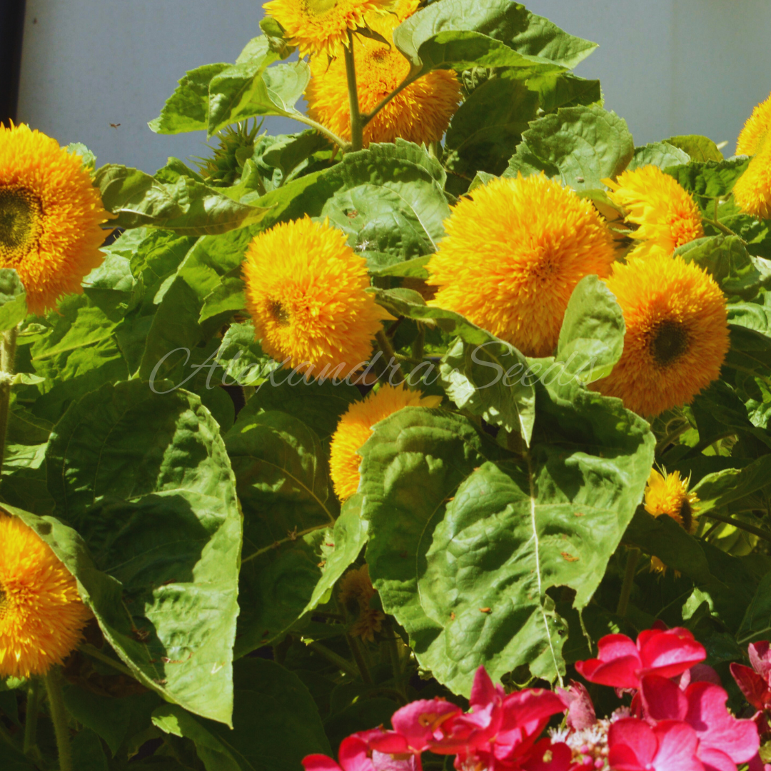 Sunflower Seeds - Dwarf Fluffy Teddy Bear Double Blooms, Easy to Grow | 30 Seeds in Pictorial Packet With Growing Instructions | Always Dispatched Next Business Day