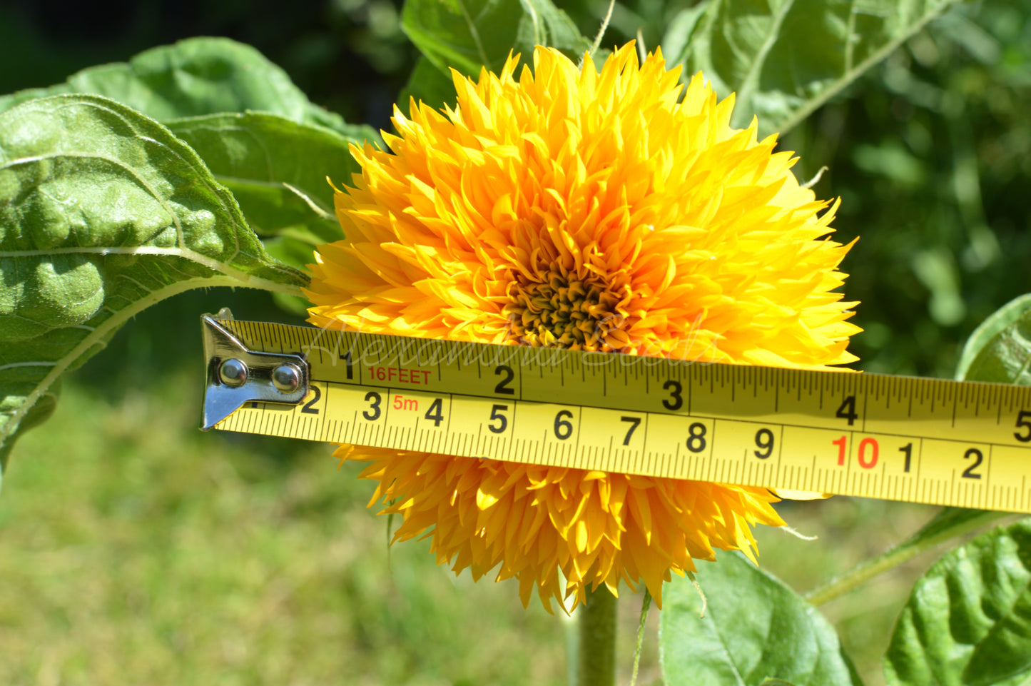 Dwarf Teddybear Fluffy Sunflower Seeds | 30 Teddy Bear Sunflowers, Great for Patios, Pots & Containers | In Pictorial Packet With Growing Instructions | Always Next Business Day Dispatch