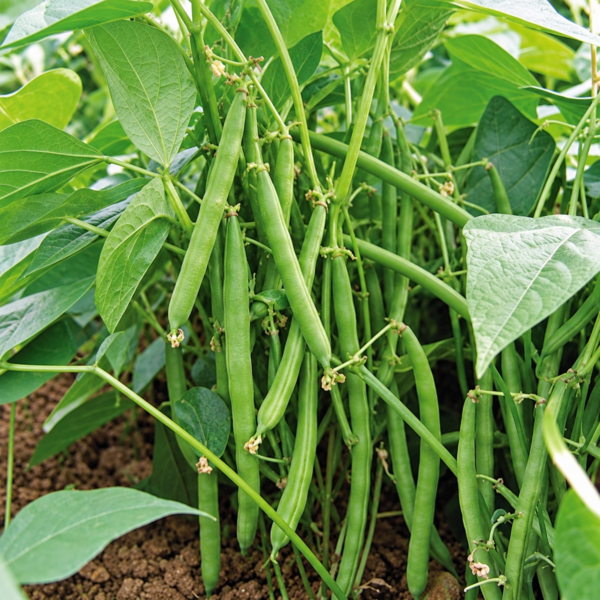 Dwarf French Bean Seeds - 'The Prince' | High Yield, Easy to Grow Vegetable | 85 Seeds in Pictorial Packet With Growing Instructions | Always Dispatched Next Business Day