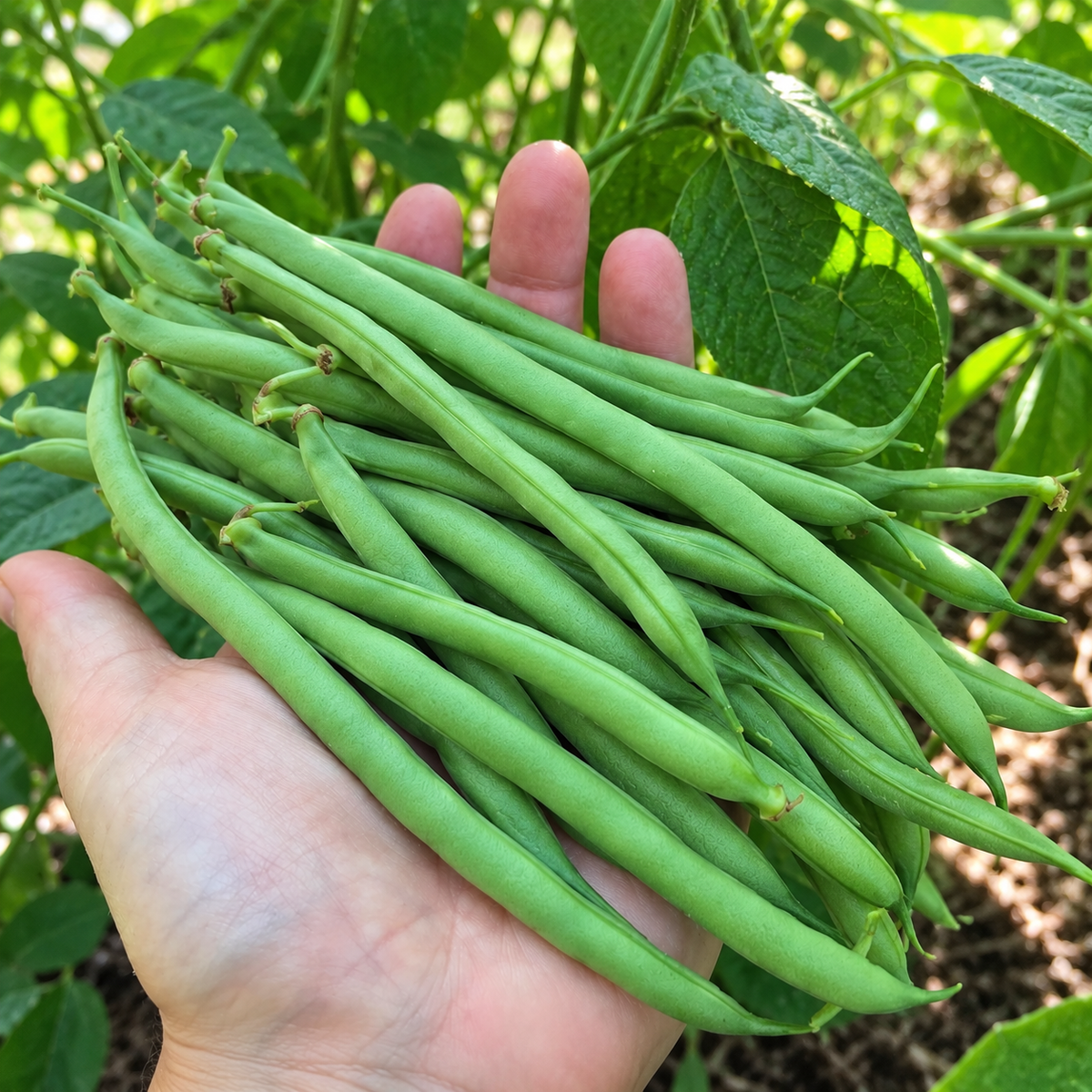 Dwarf French Bean Seeds - 'The Prince' | High Yield, Easy to Grow Vegetable | 85 Seeds in Pictorial Packet With Growing Instructions | Always Dispatched Next Business Day