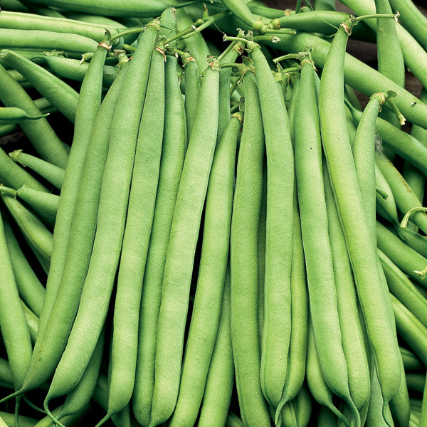 Dwarf French Bean Seeds - 'The Prince' | High Yield, Easy to Grow Vegetable | 85 Seeds in Pictorial Packet With Growing Instructions | Always Dispatched Next Business Day