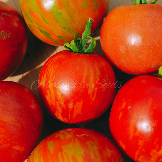 Tomato Seeds - Tigerella Stripy Tomatoes | As Seen on Gardener's World | 30 Seeds in Pictorial Packet With Growing Instructions | Always Dispatched Next Business Day