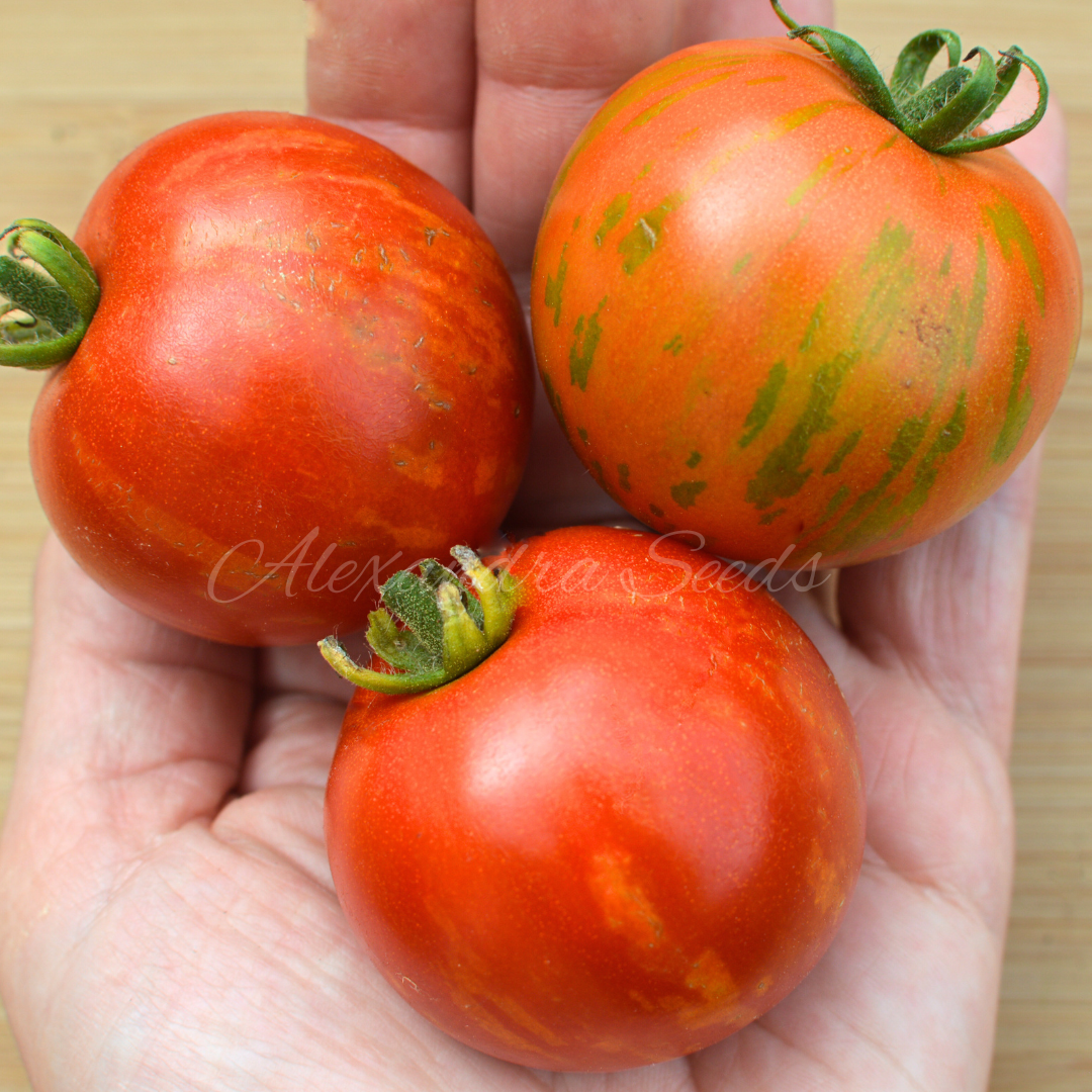 Tomato Seeds - Tigerella Stripy Tomatoes | As Seen on Gardener's World | 30 Seeds in Pictorial Packet With Growing Instructions | Always Dispatched Next Business Day