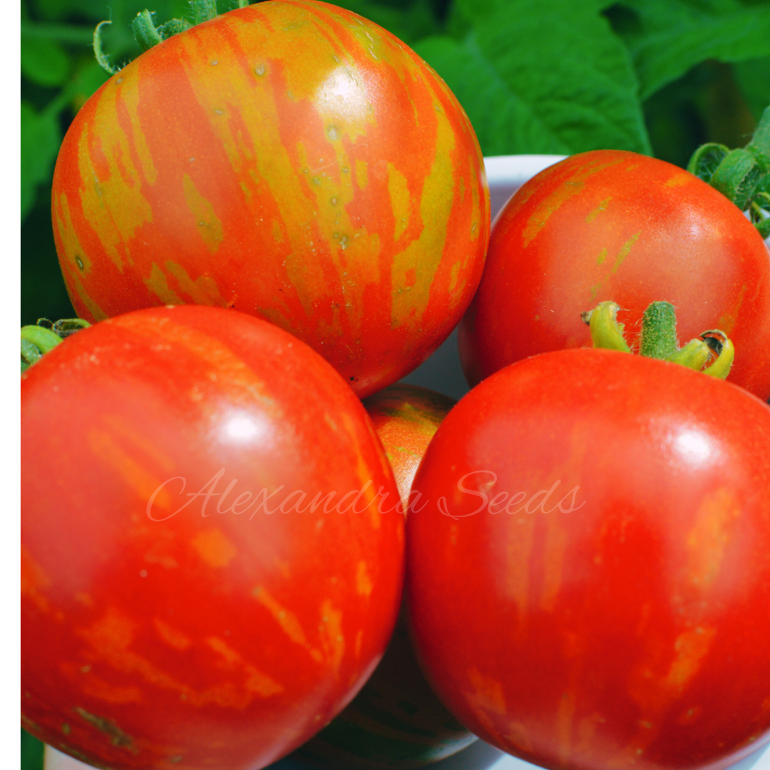 Tomato Seeds - Tigerella Stripy Tomatoes | As Seen on Gardener's World | 30 Seeds in Pictorial Packet With Growing Instructions | Always Dispatched Next Business Day