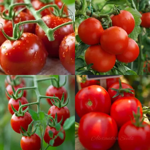 Tomato Seeds Bundle 4 Pack | Alicante, Piccolo, Moneymaker, Cherry Tomatoes | In Pictorial Packet With Growing Instructions | Always Dispatched Next Business Day