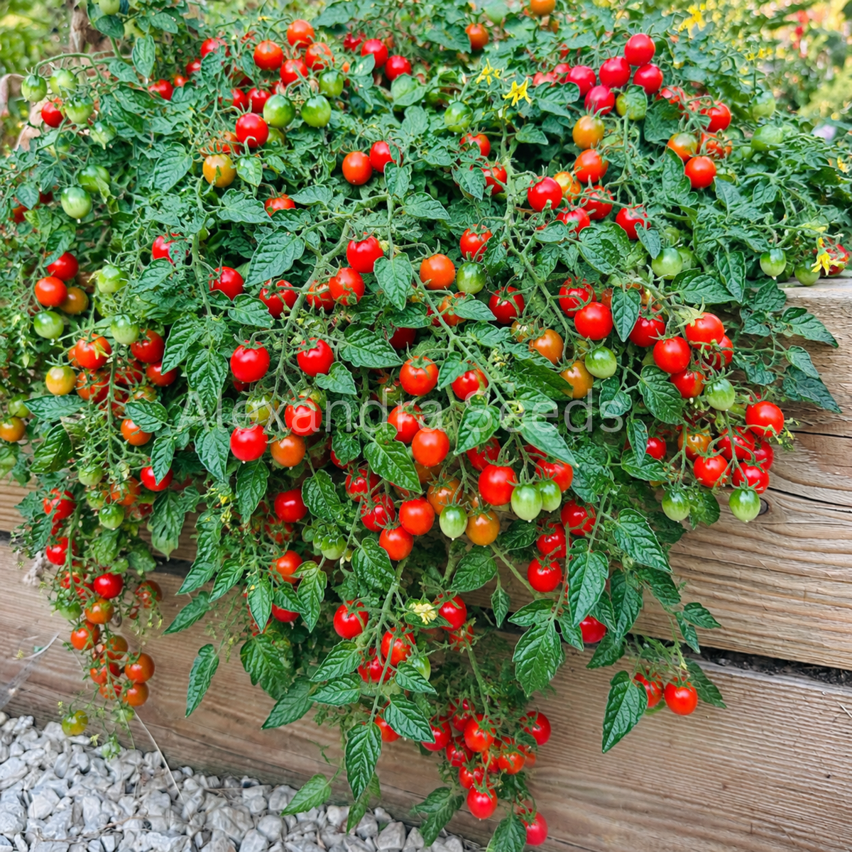 Tomato seeds - Tumbling Tom | Cascading Tomatoes for Containers, Pots, Patios, Balconies, Small Spaces | Always Dispatched Next Business Day