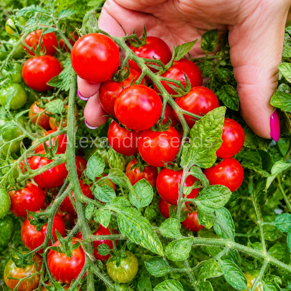 Tomato seeds - Tumbling Tom | Cascading Tomatoes for Containers, Pots, Patios, Balconies, Small Spaces | Always Dispatched Next Business Day