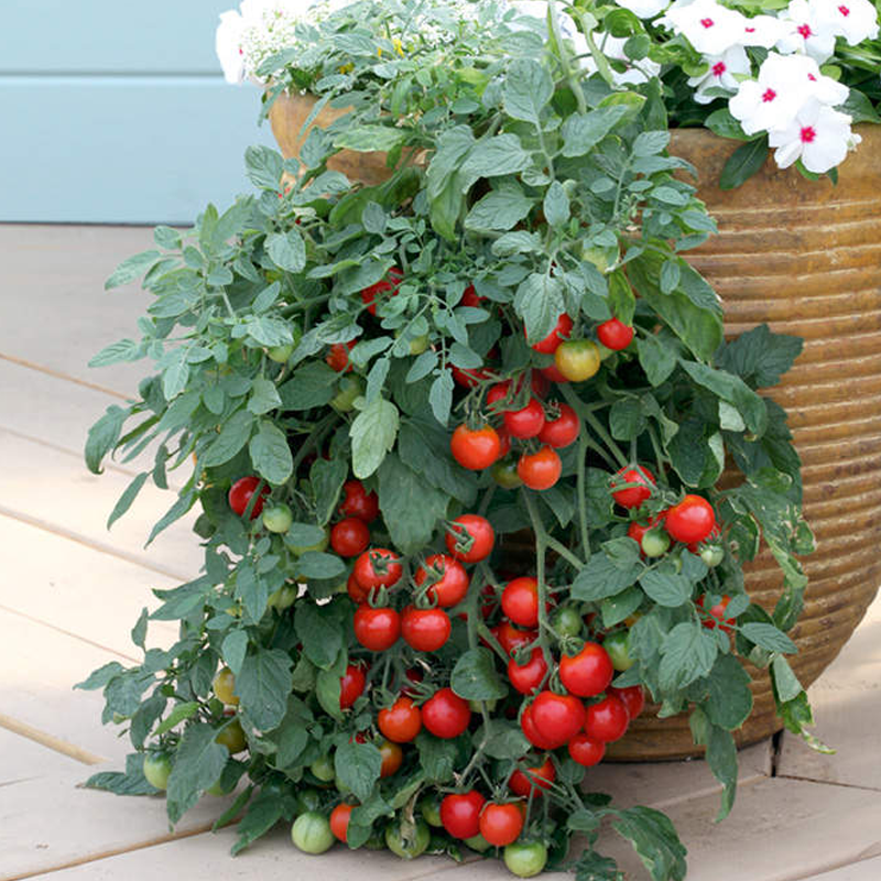 Tomato seeds - Tumbling Tom | Cascading Tomatoes for Containers, Pots, Patios, Balconies, Small Spaces | Always Dispatched Next Business Day