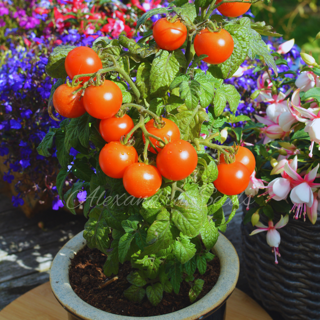 Tomato Seeds - Micro Dwarf Vilma |  Compact, For Pots, Hanging Baskets, Containers, Patios, Balconies, Small Spaces | 15 Seeds in a Pictorial Packet With Growing Instructions | Always Dispatched Next Business Day