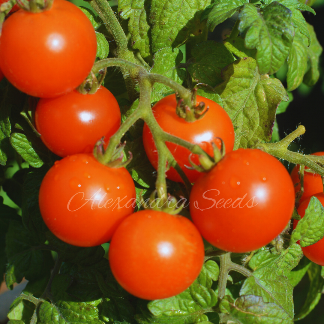 Tomato Seeds - Micro Dwarf Vilma |  Compact, For Pots, Hanging Baskets, Containers, Patios, Balconies, Small Spaces | 15 Seeds in a Pictorial Packet With Growing Instructions | Always Dispatched Next Business Day