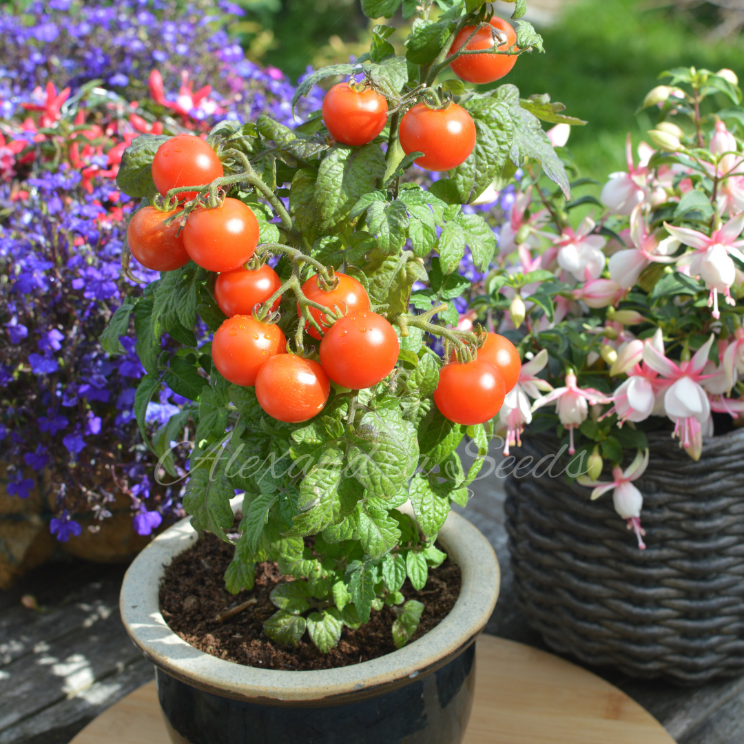 Tomato Seeds Bundle - Tiny Micro Tomatoes, Great for Small Pots, Patios, Balconies, Containers, Hanging Baskets & Windowsills | Bundle Savings | In Pictorial Packets With Growing Instructions | Always Dispatched Next Business Day