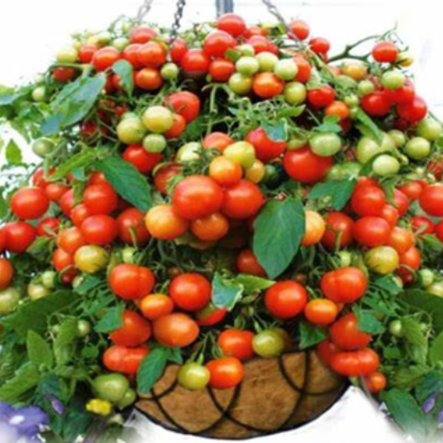 Tomato Seeds - Micro Dwarf Vilma |  Compact, For Pots, Hanging Baskets, Containers, Patios, Balconies, Small Spaces | 15 Seeds in a Pictorial Packet With Growing Instructions | Always Dispatched Next Business Day