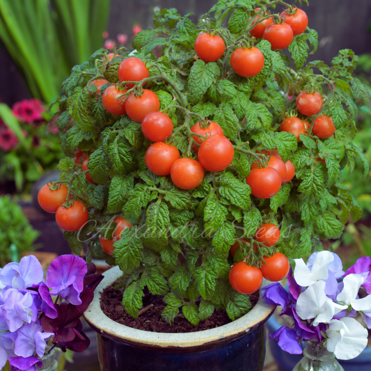 Tomato Seeds - Micro Dwarf Vilma |  Compact, For Pots, Hanging Baskets, Containers, Patios, Balconies, Small Spaces | 15 Seeds in a Pictorial Packet With Growing Instructions | Always Dispatched Next Business Day