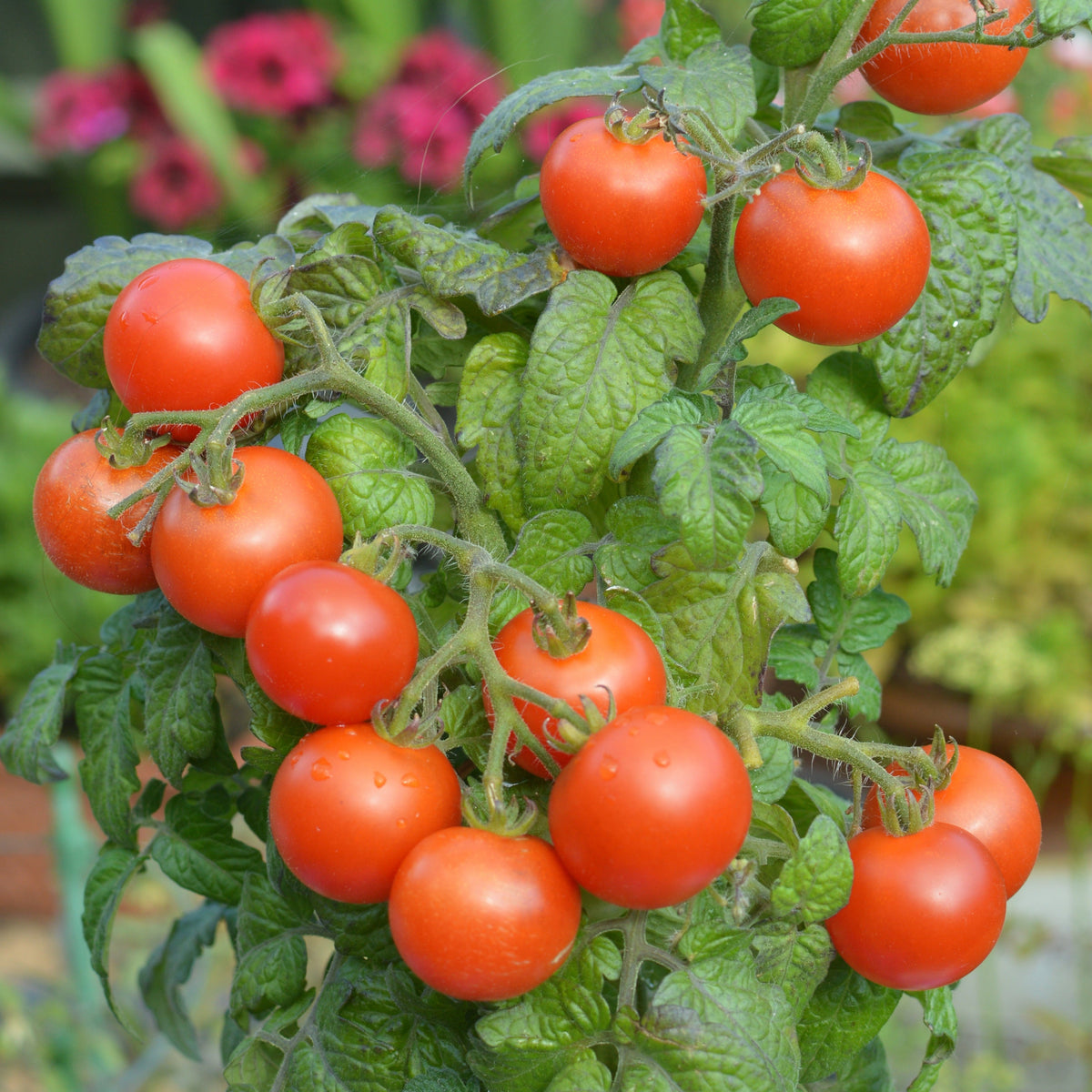 Tomato Seeds - Micro Dwarf Vilma |  Compact, For Pots, Hanging Baskets, Containers, Patios, Balconies, Small Spaces | 15 Seeds in a Pictorial Packet With Growing Instructions | Always Dispatched Next Business Day