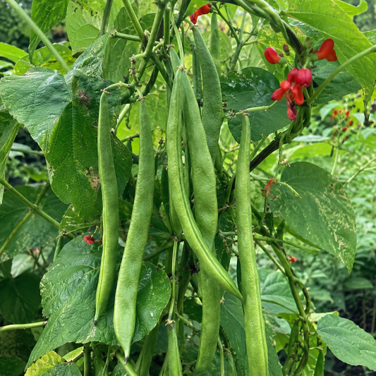 Enorma Runner Bean Seeds | 60 Seeds | Heritage Heavy Cropping Variety | In Pictorial Packet With Growing Instructions | Always Dispatched Next Business Day