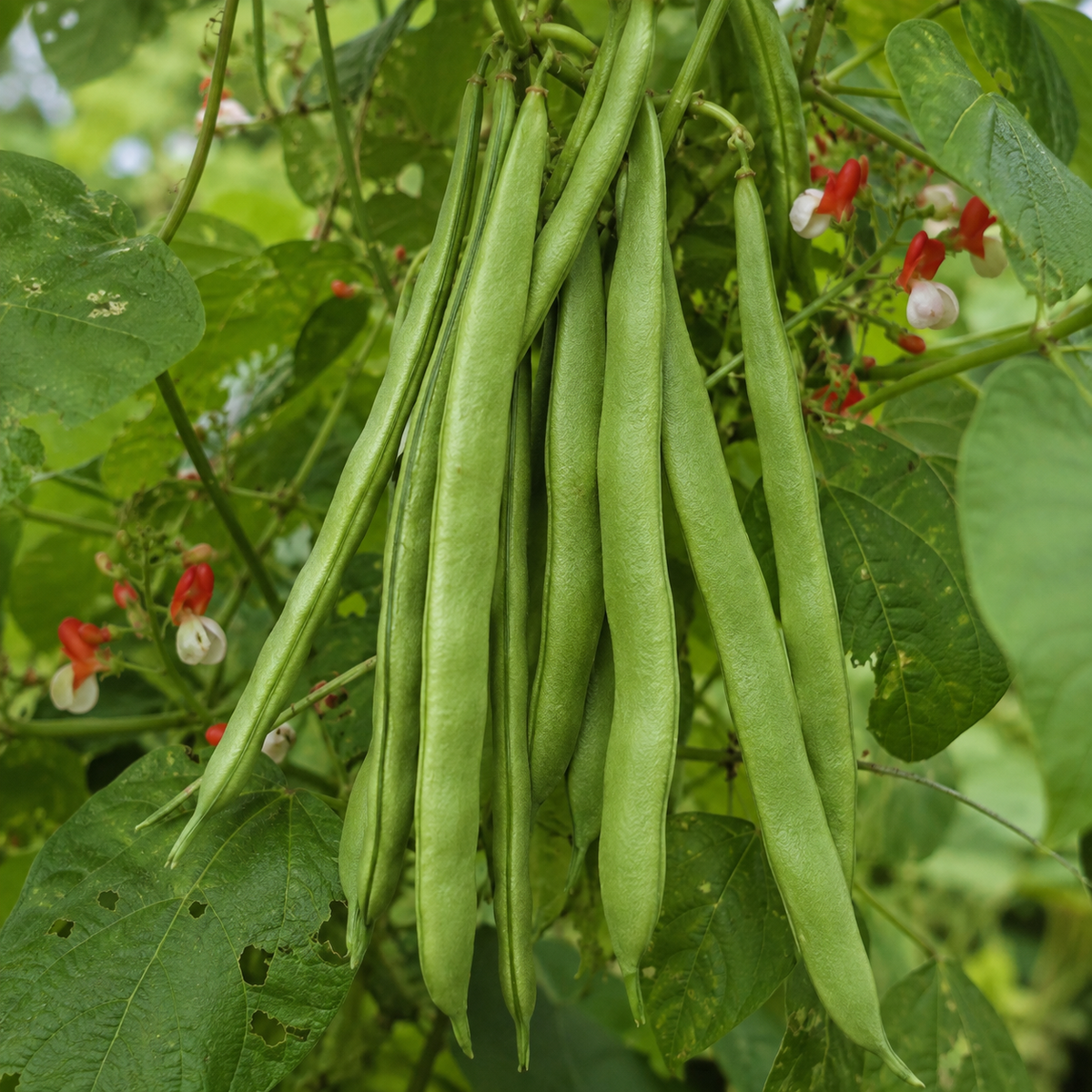 Enorma Runner Bean Seeds | 60 Seeds | Heritage Heavy Cropping Variety | In Pictorial Packet With Growing Instructions | Always Dispatched Next Business Day