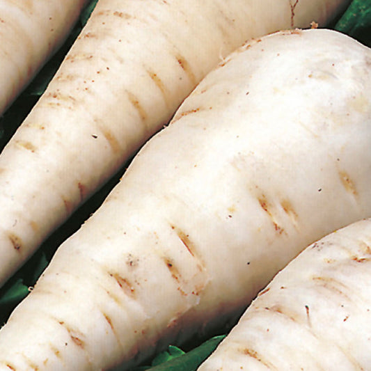 Parsnip Seeds - White Gem Vegetable | 700 Seeds in Pictorial Packet With Growing Instructions | Always Dispatched Next Business Day