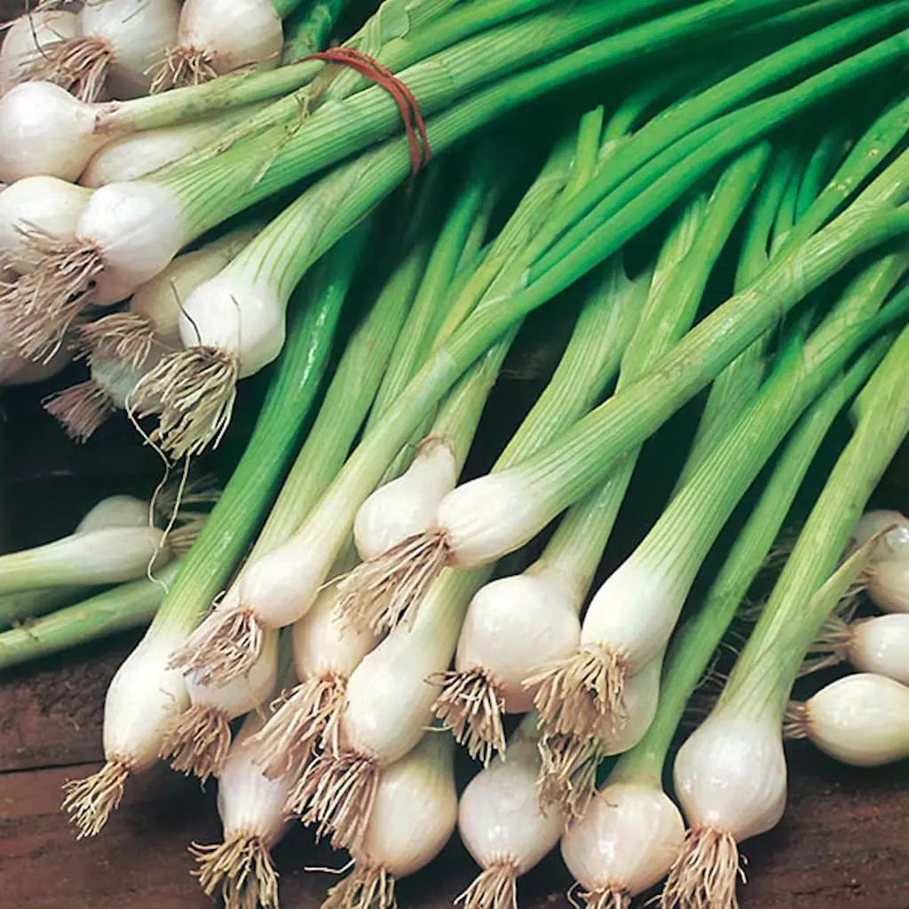 Spring Onion White Lisbon Heritage Seeds | 570 Vegetable Seeds in Pictorial Packet With Growing Instructions | Always Dispatched Next Business Day
