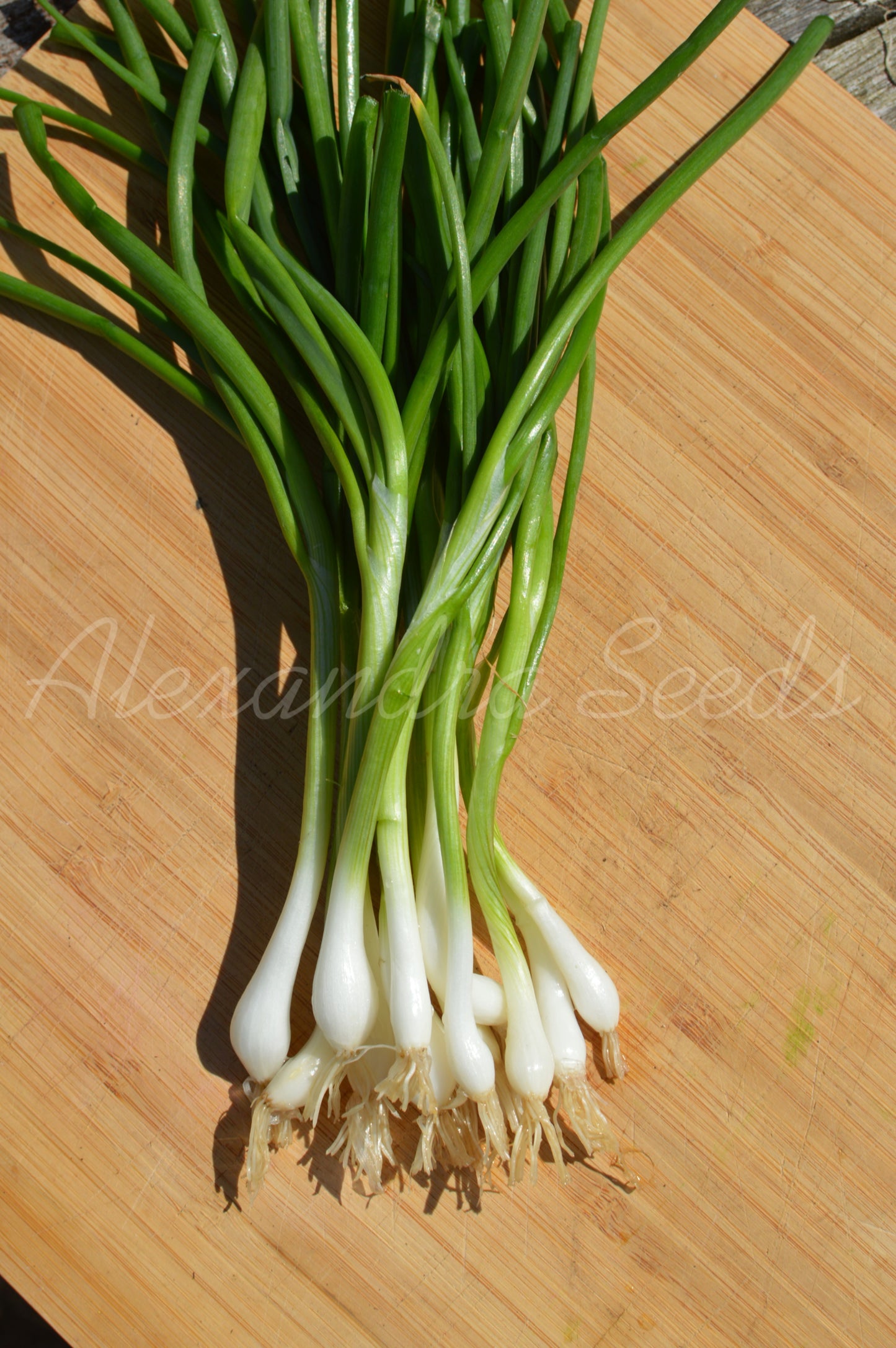 Spring Onion White Lisbon Heritage Seeds | 570 Vegetable Seeds in Pictorial Packet With Growing Instructions | Always Dispatched Next Business Day