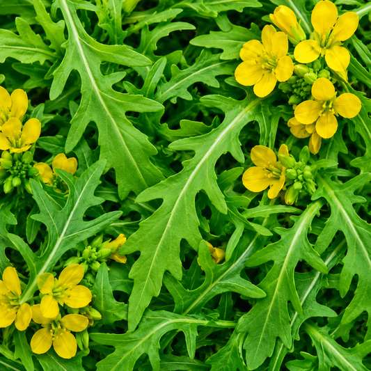 Wild Rocket Seeds | 1000 Wild Rocket Salad Seeds in Pictorial Packet With Growing Instructions | Always Dispatched Next Business Day