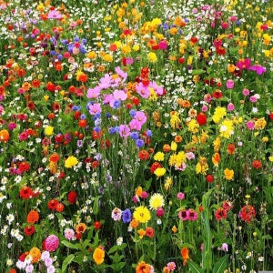 Wildflowers | 2000 Pure Wild Flower Summer Seeds Mix | NO GRASS Great for Bees & Insects | In Pictorial Packet With Growing Instructions | Always Dispatched Next Business Day