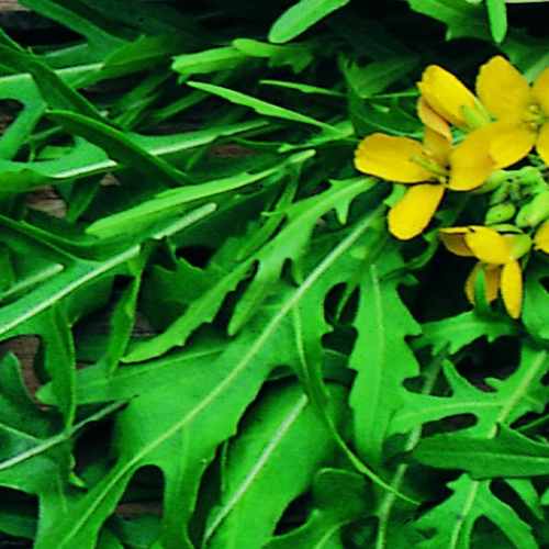 Wild Rocket Seeds | 1000 Wild Rocket Salad Seeds in Pictorial Packet With Growing Instructions | Always Dispatched Next Business Day