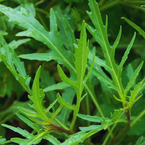 Wild Rocket Seeds | 1000 Wild Rocket Salad Seeds in Pictorial Packet With Growing Instructions | Always Dispatched Next Business Day