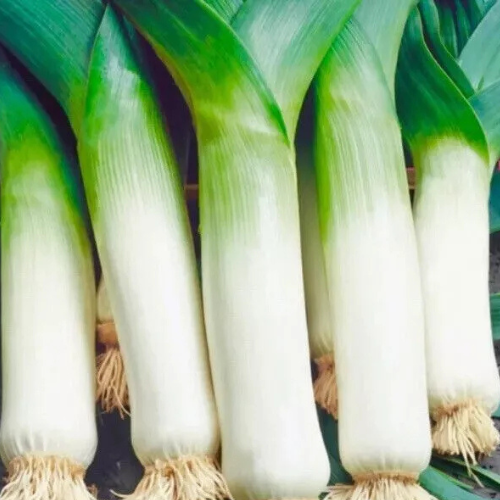 Leek Seeds - Heritage Winter Giant | 150 Heirloom Vegetable Seeds in a Pictorial Packet With Growing Instructions | Always Dispatched Next Business Day