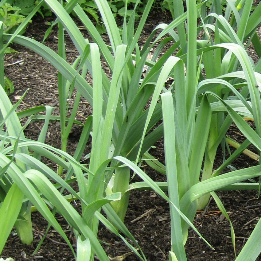 Leek Seeds - Heritage Winter Giant | 150 Heirloom Vegetable Seeds in a Pictorial Packet With Growing Instructions | Always Dispatched Next Business Day