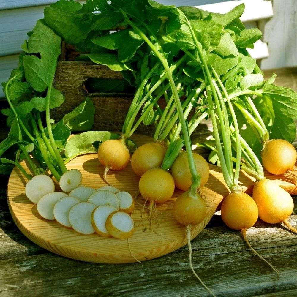 Radish - Yellow Zlata Polish Gold | Fast and Easy to Grow | 350 Seeds in Pictorial Packet With Growing Instructions | Always Dispatched Next Business Day