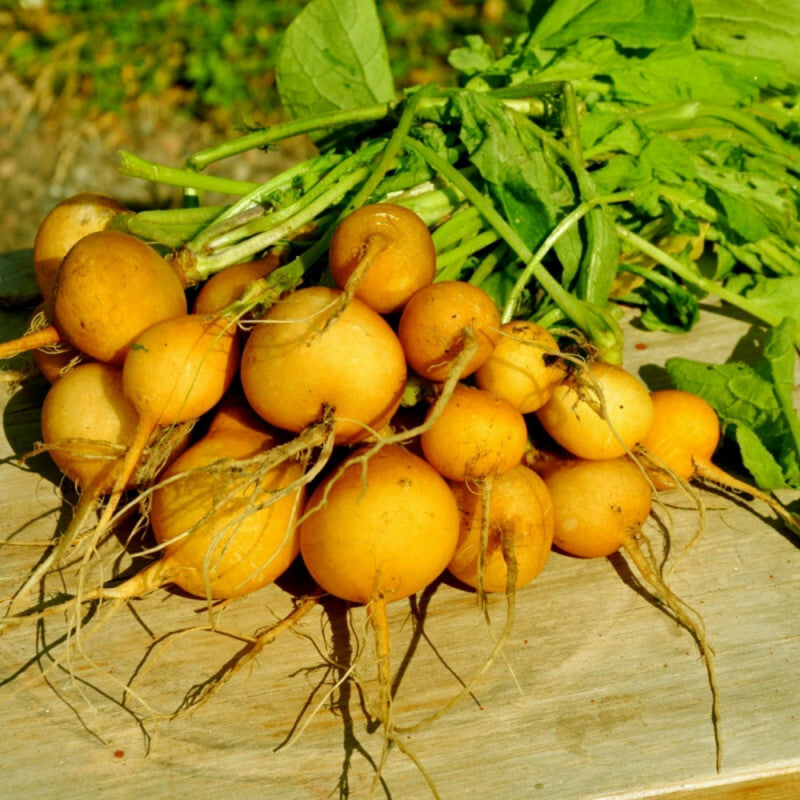 Radish - Yellow Zlata Polish Gold | Fast and Easy to Grow | 350 Seeds in Pictorial Packet With Growing Instructions | Always Dispatched Next Business Day